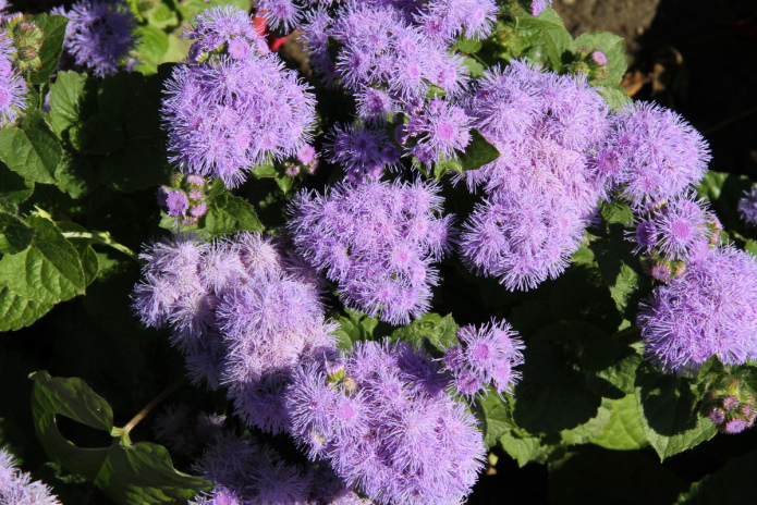 Форум для развития